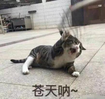 阿姨宠我亲，我带阿姨赚黄金,温馨互助之旅